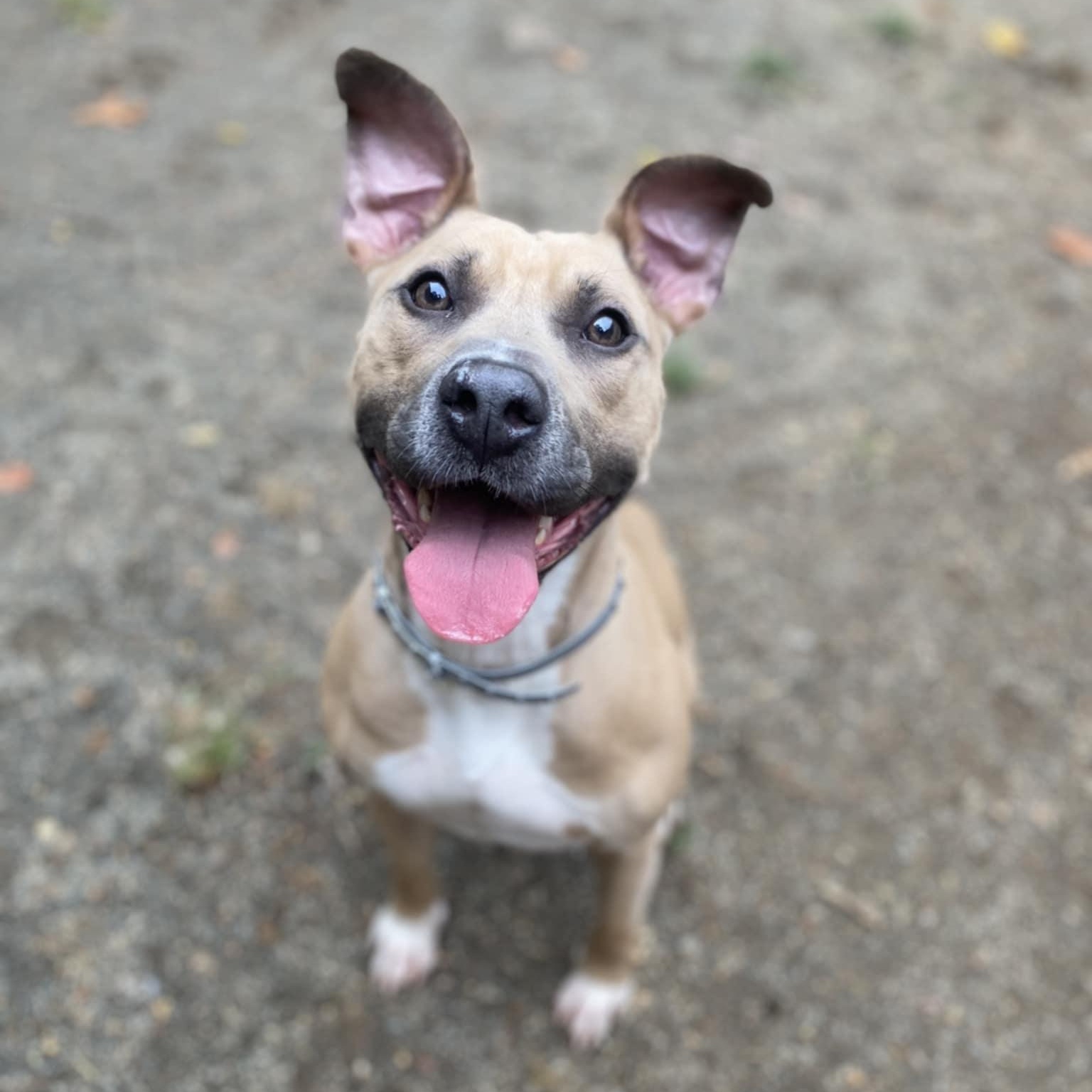 Kyra, a Adoptable Pit Bull Terrier in Orange, VA image 2/3
