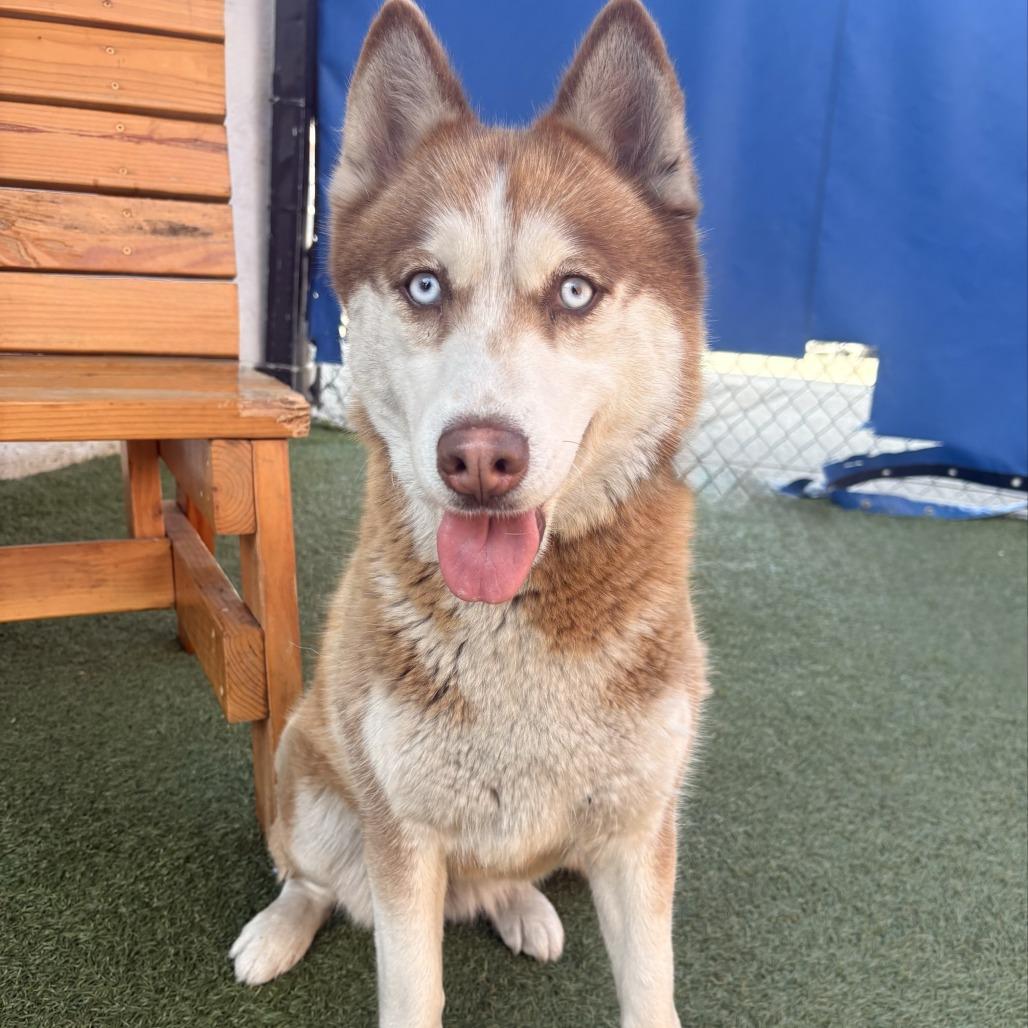 Enlarge Pebbles, a Adoptable Husky in Long Beach, CA image 1/3
