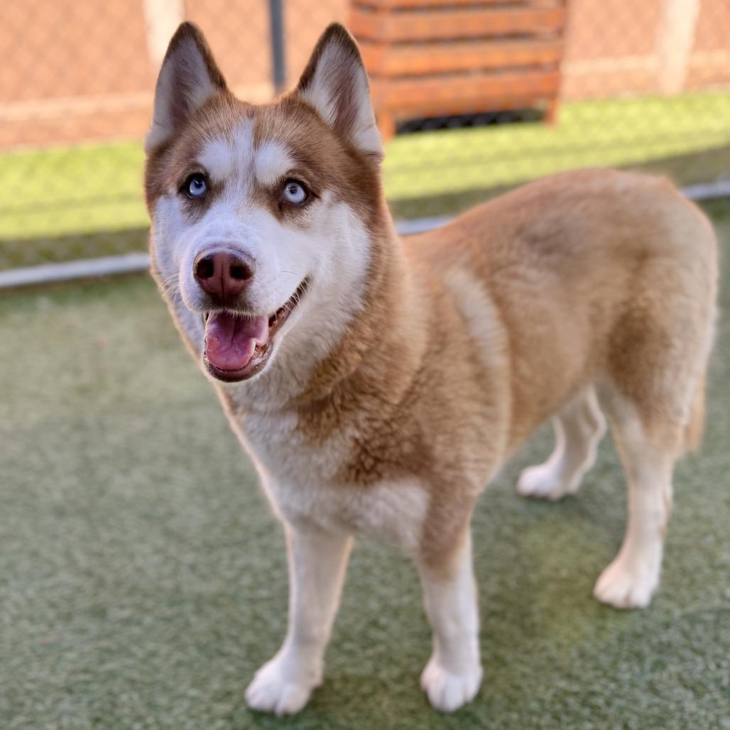 Enlarge Pebbles, a Adoptable Husky in Long Beach, CA image 2/3