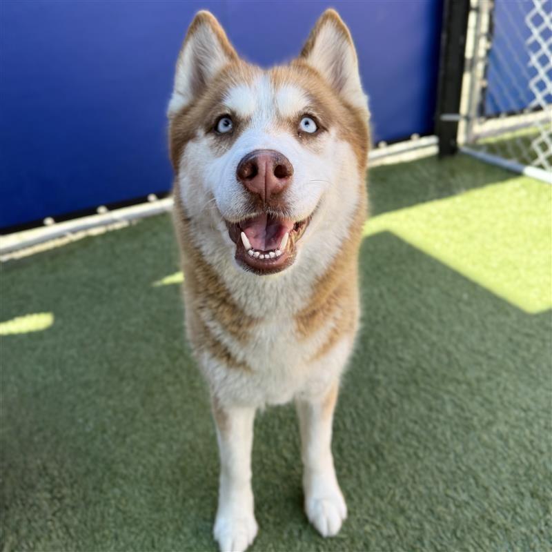 Enlarge Pebbles, a Adoptable Husky in Long Beach, CA image 3/3