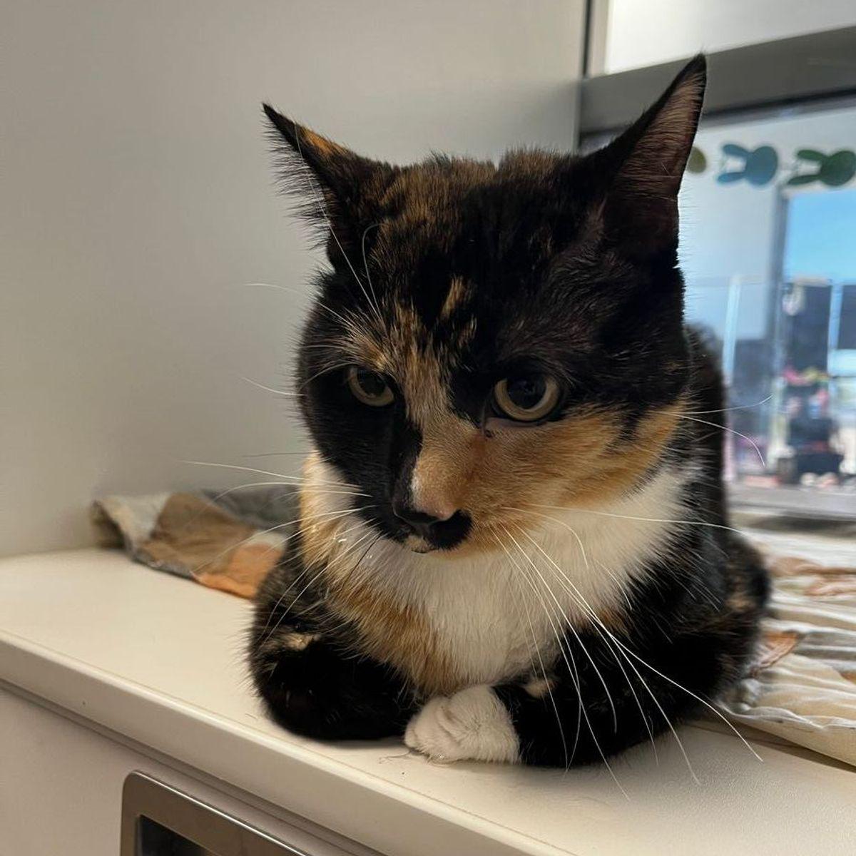 Enlarge Luna, a Adoptable Domestic Short Hair in Kingman, AZ image 1/1