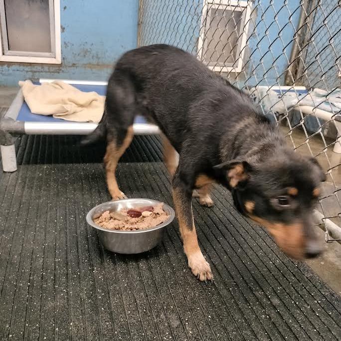 Enlarge Taz, a Adoptable Mixed Breed in Brooksville, KY image 1/2