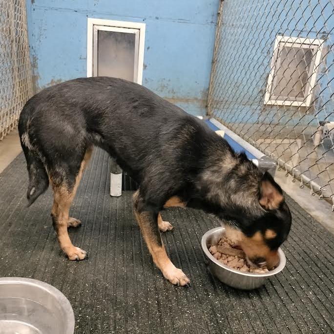 Enlarge Taz, a Adoptable Mixed Breed in Brooksville, KY image 2/2