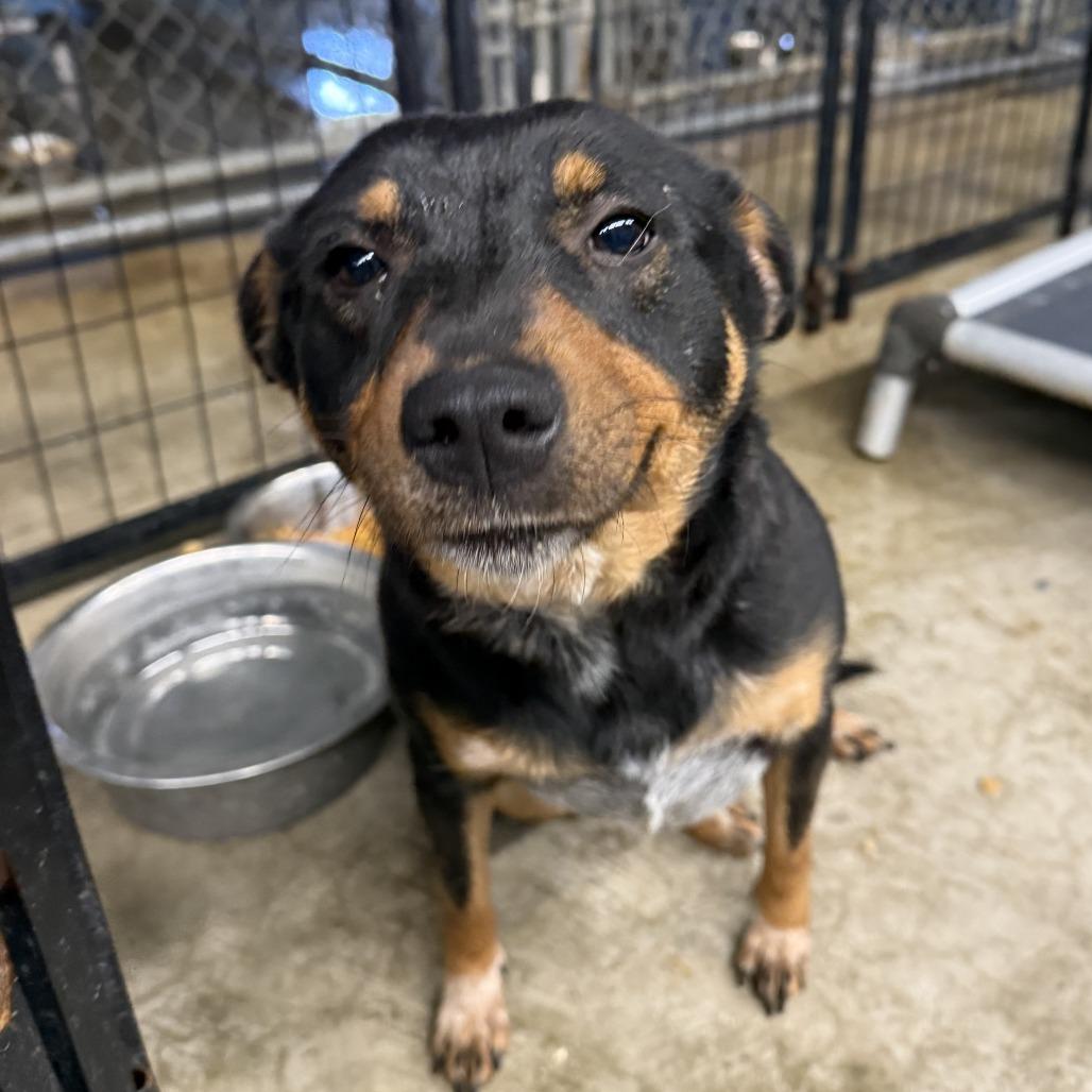 Enlarge Taz, a Adoptable Mixed Breed in Brooksville, KY image 3/3