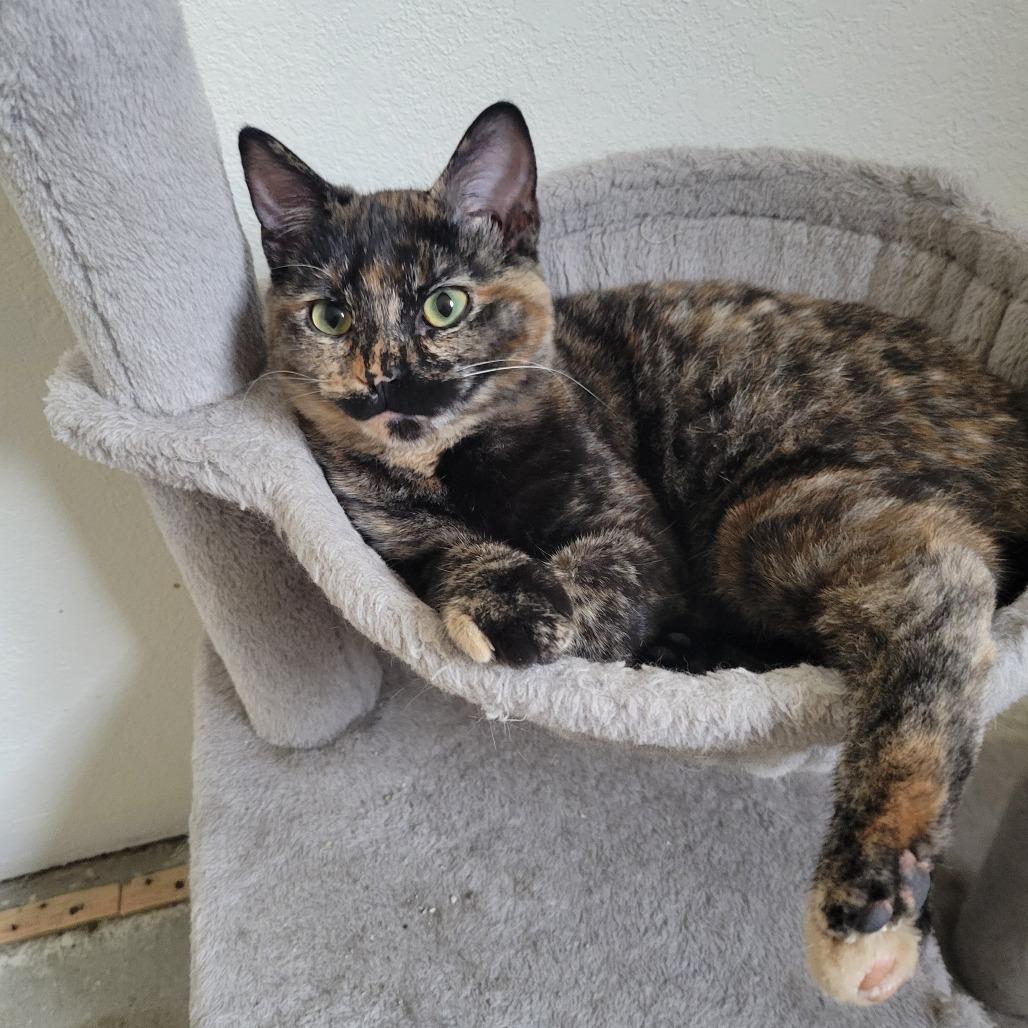 Nora, Adoptable, Young Female Domestic Short Hair.