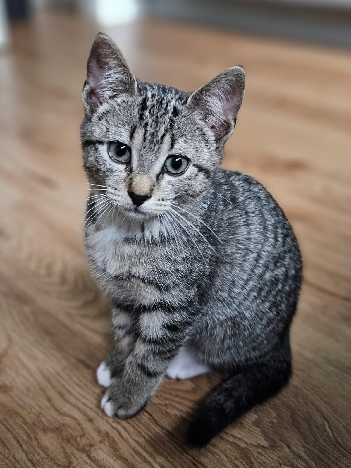 Enlarge Nellie, a Adoptable Domestic Short Hair in Bethel , CT image 3/4