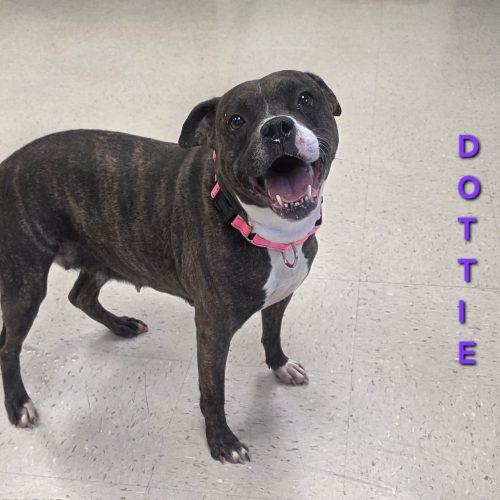Enlarge Dottie, a Adoptable mixed breed in Burlington, IA image 1/5