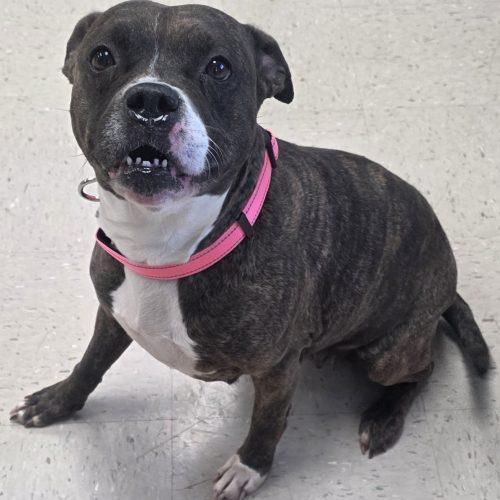 Enlarge Dottie, a Adoptable mixed breed in Burlington, IA image 2/5