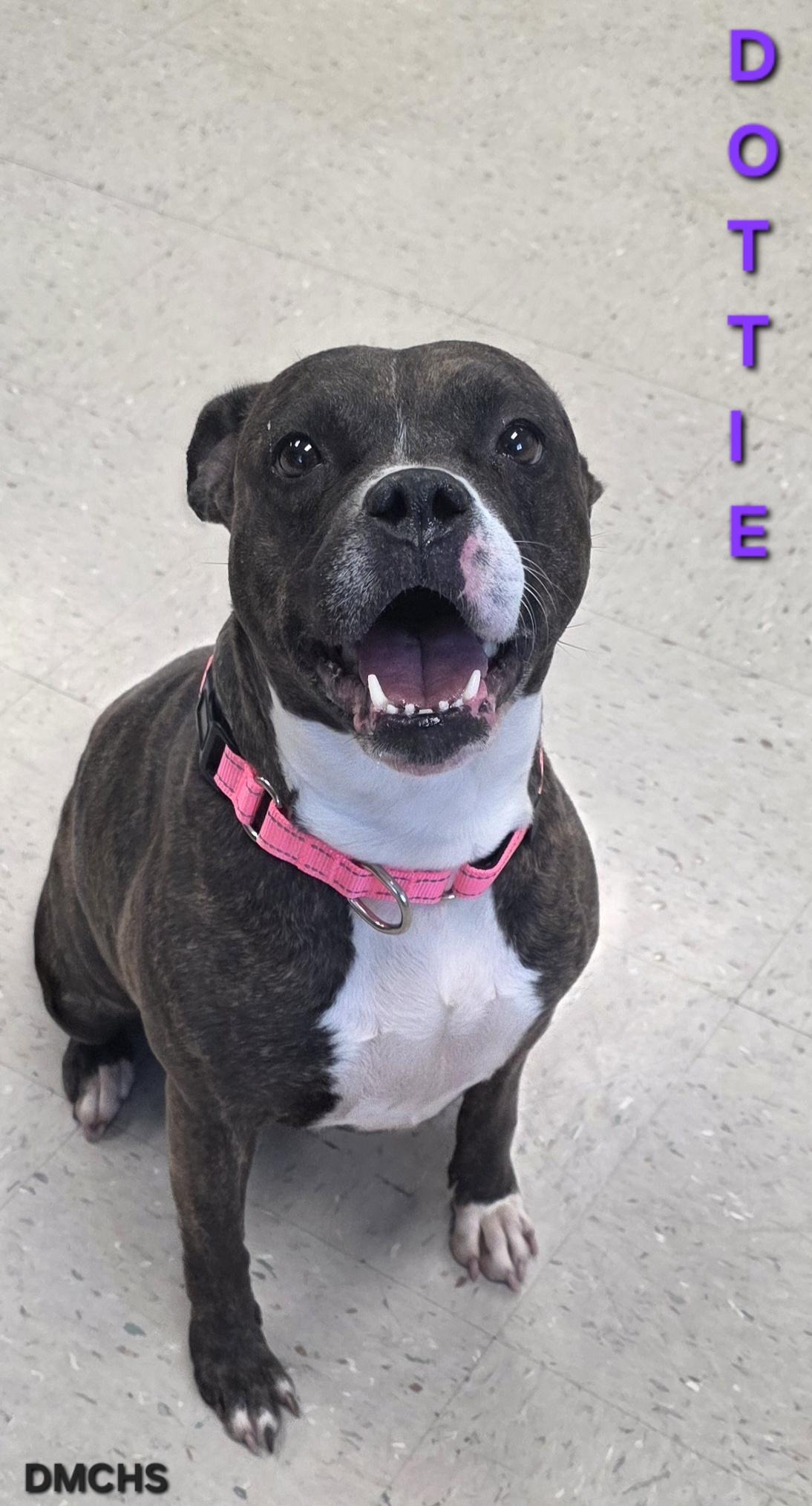 Enlarge Dottie, a Adoptable mixed breed in Burlington, IA image 3/5