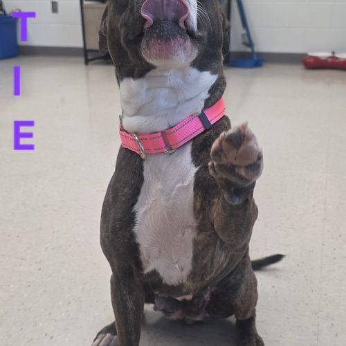 Enlarge Dottie, a Adoptable mixed breed in Burlington, IA image 4/5