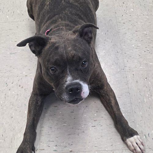 Enlarge Dottie, a Adoptable mixed breed in Burlington, IA image 5/5