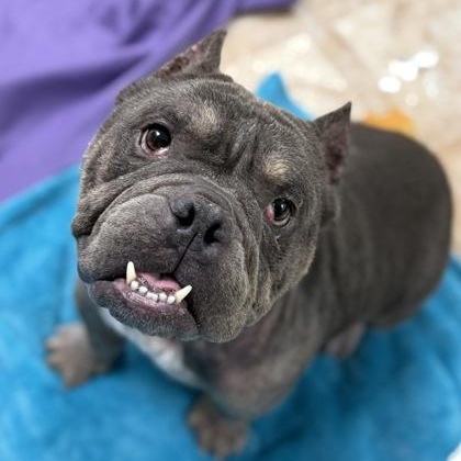 Enlarge Koba, an adopted American Bully in Worcester, MA image 1/3