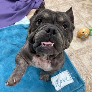 Enlarge Koba, an adopted American Bully in Worcester, MA image 2/3