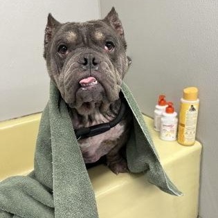 Enlarge Koba, an adopted American Bully in Worcester, MA image 3/3