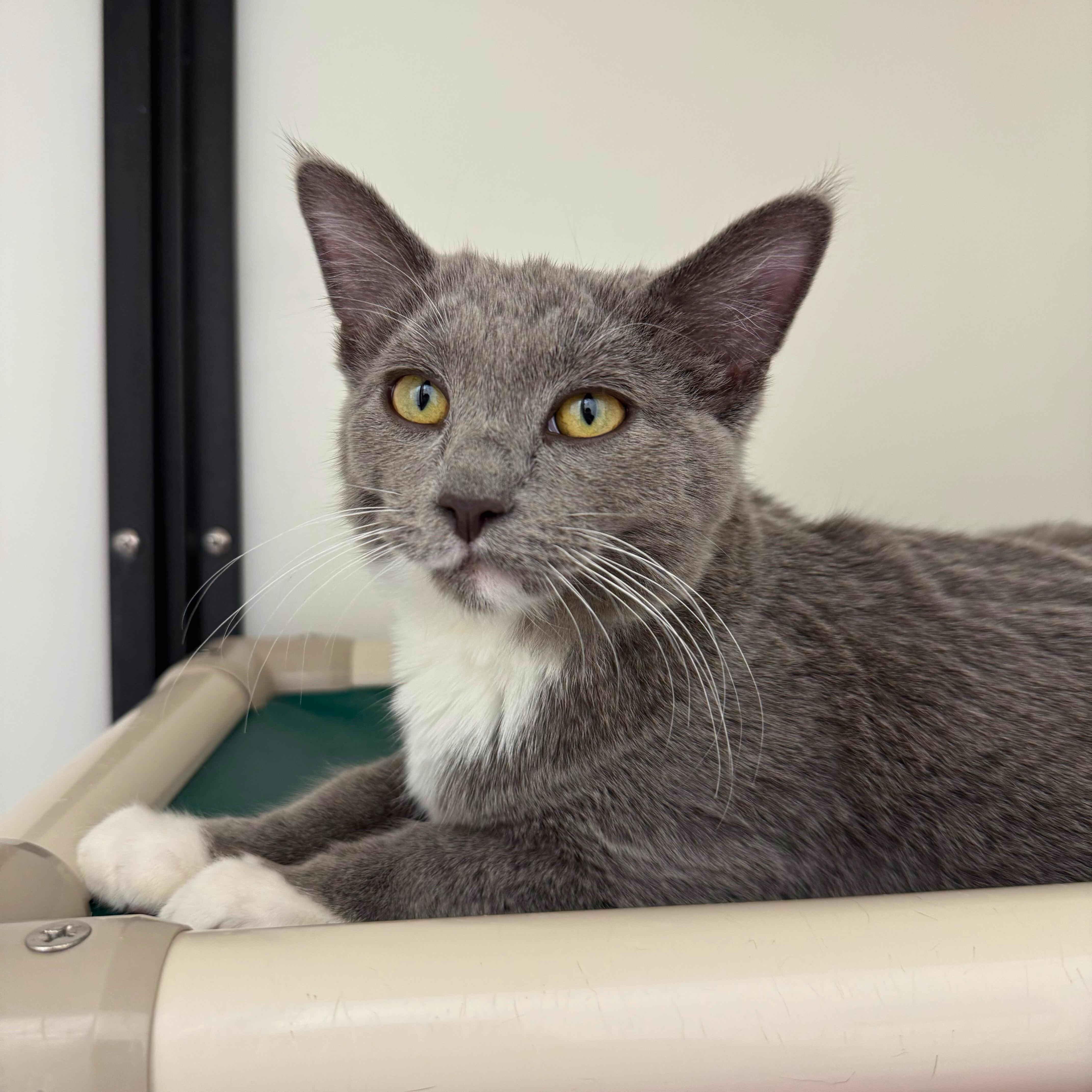 Enlarge Sheldon, an adopted Domestic Short Hair in Ridgway, CO image 1/4