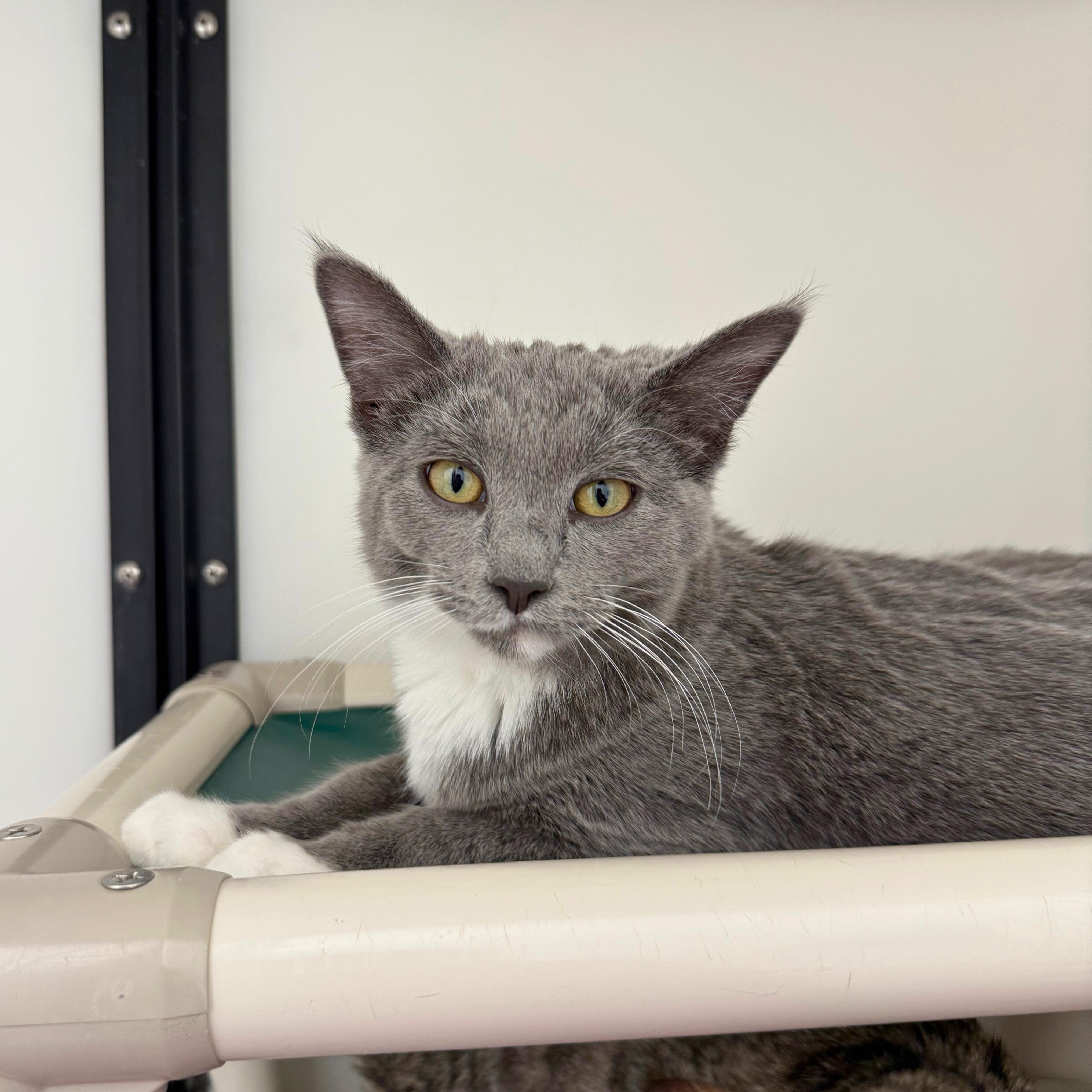 Enlarge Sheldon, an adopted Domestic Short Hair in Ridgway, CO image 3/4
