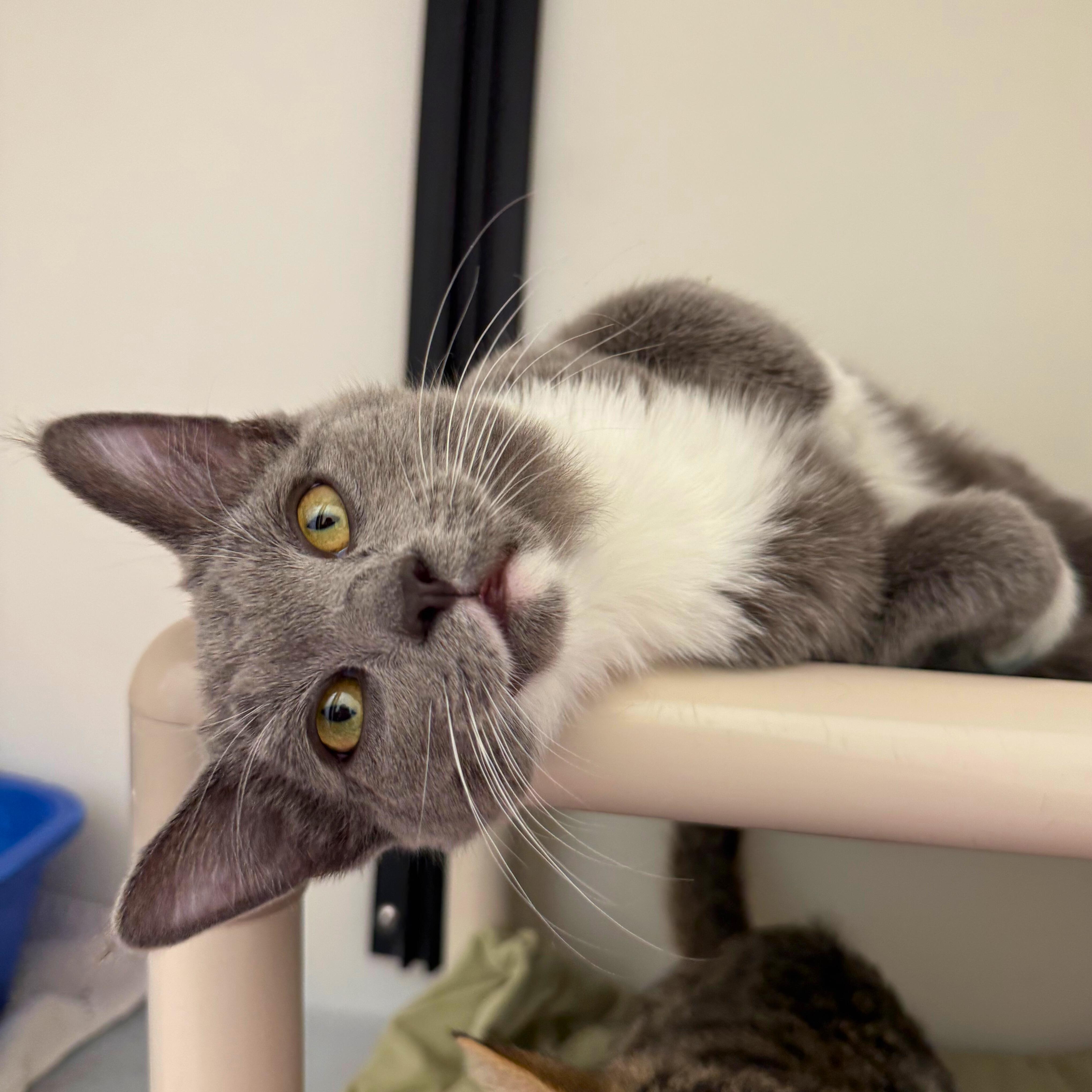 Enlarge Sheldon, an adopted Domestic Short Hair in Ridgway, CO image 4/4