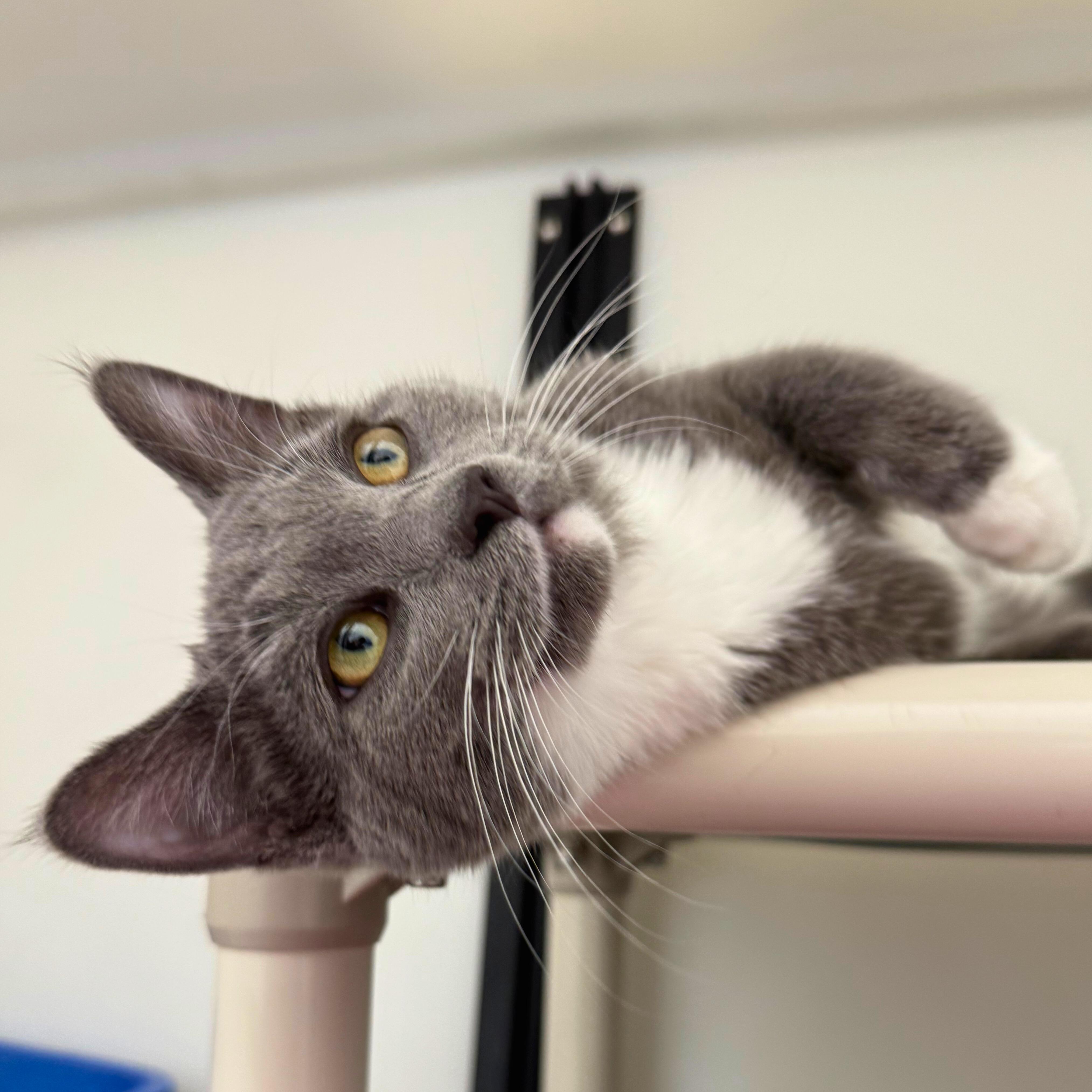 Enlarge Sheldon, an adopted Domestic Short Hair in Ridgway, CO image 2/4