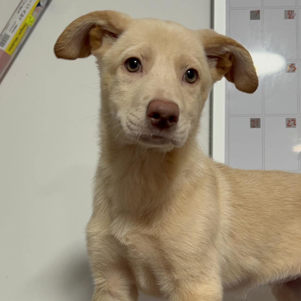 Enlarge Piper Niven, a Adoptable mixed breed in Fredericksburg, VA image 1/2