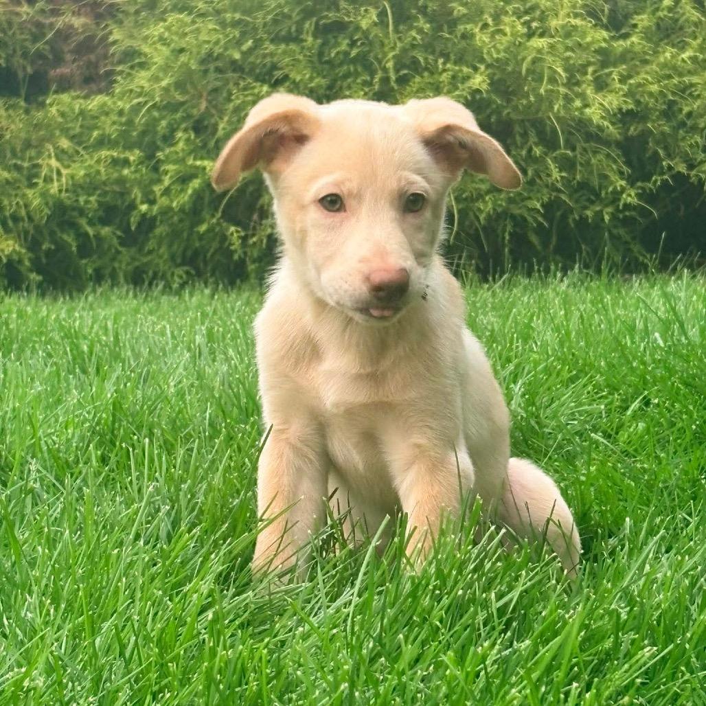 Enlarge Piper Niven, a Adoptable mixed breed in Fredericksburg, VA image 2/2
