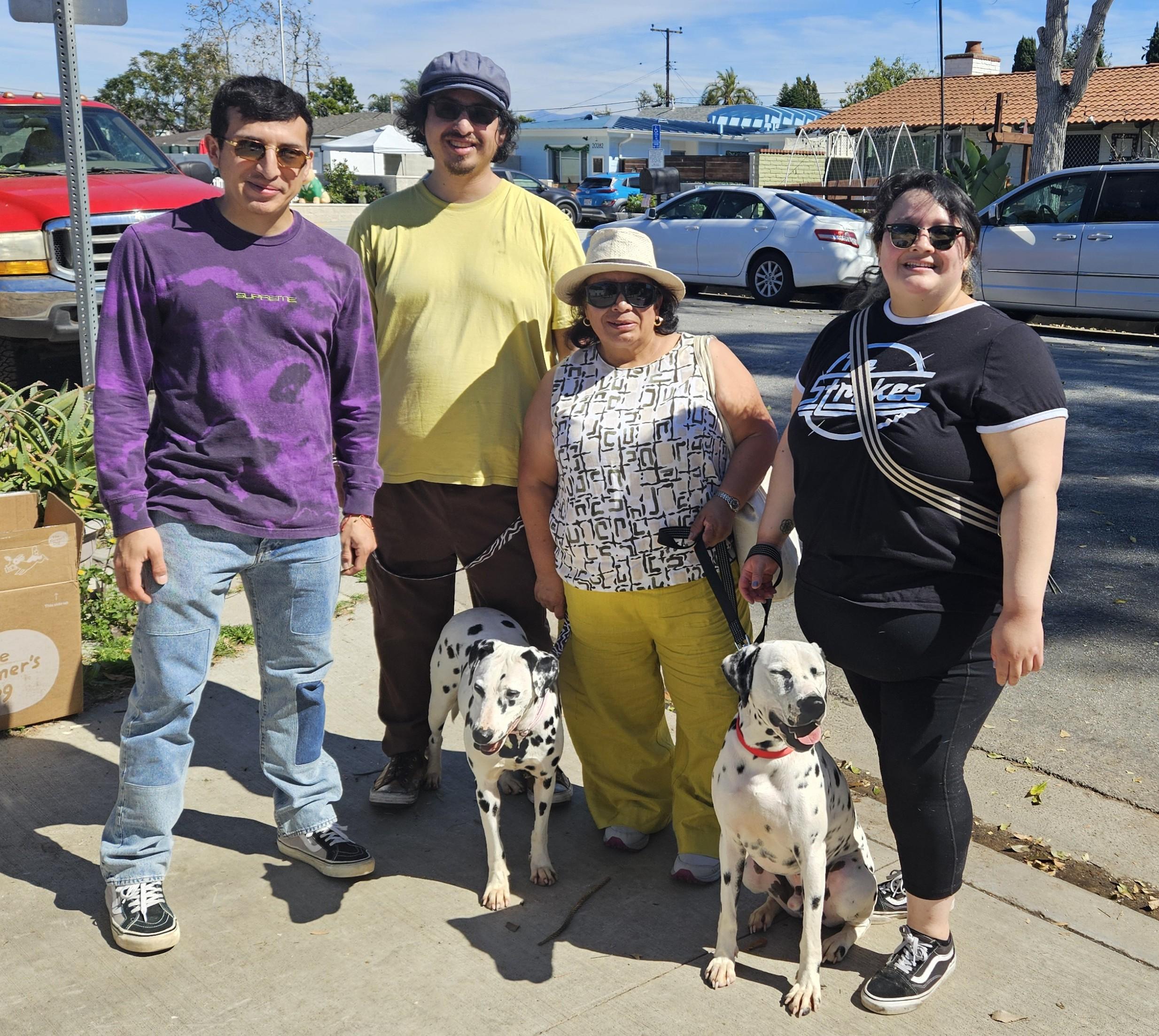 Juno and Carrie, Adopted Together, adopted, Young Male Dalmatian.