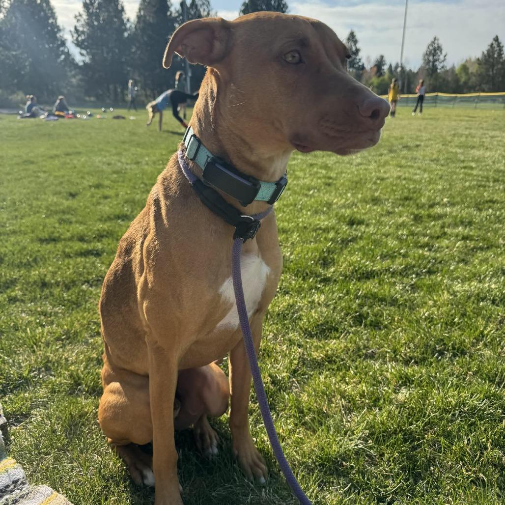 Rory, Adoptable, Young Male Vizsla & Mixed Breed.
