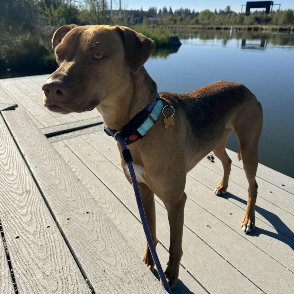 Rory, a Adoptable mixed breed in Bend, OR image 2/6