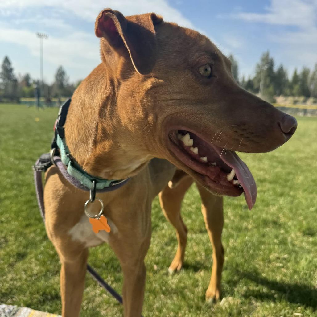 Rory, a Adoptable mixed breed in Bend, OR image 4/6