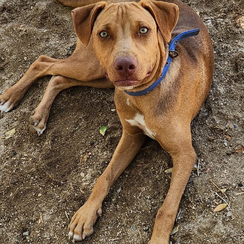 Rory, a Adoptable mixed breed in Bend, OR image 5/6