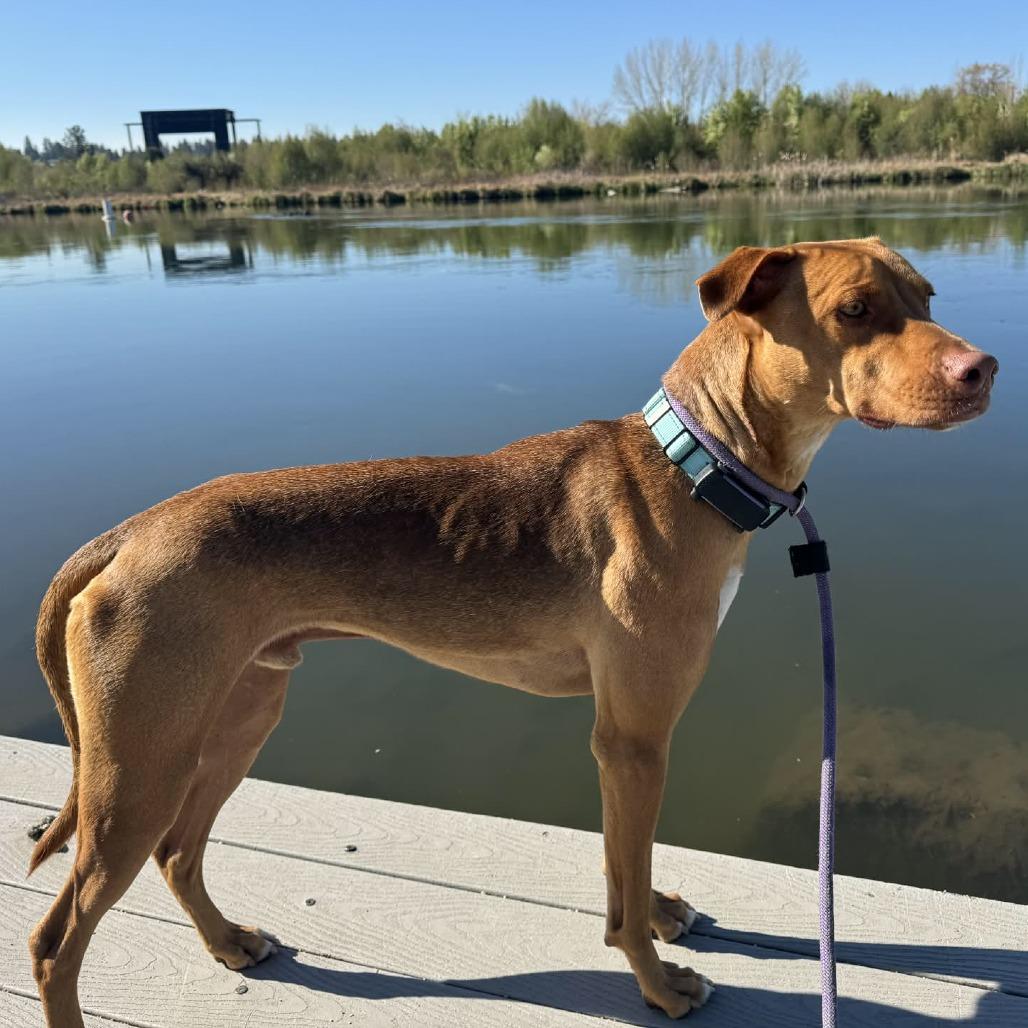 Rory, a Adoptable mixed breed in Bend, OR image 6/6
