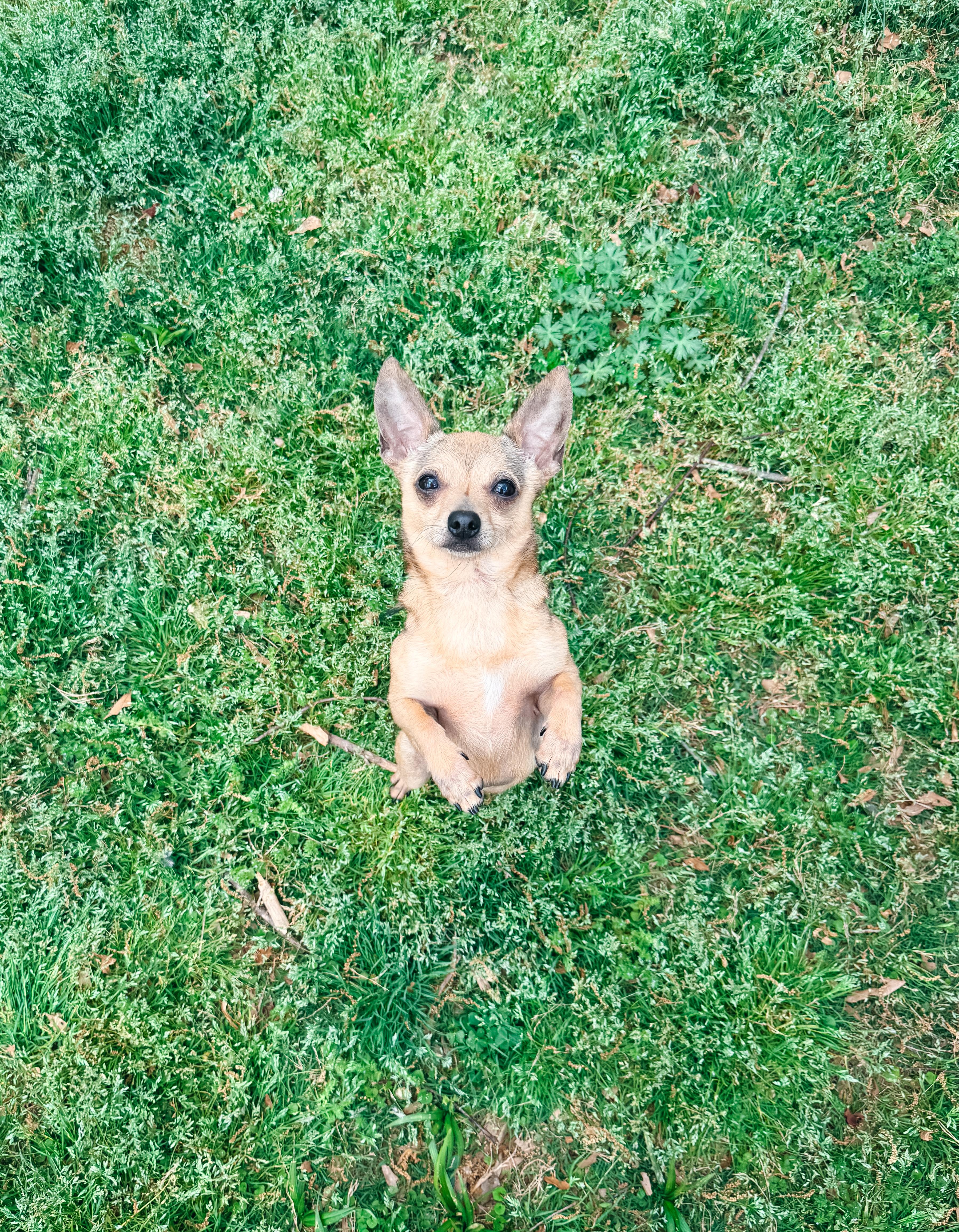 Enlarge Peanut, an adopted Chihuahua in Atlanta, GA image 2/6