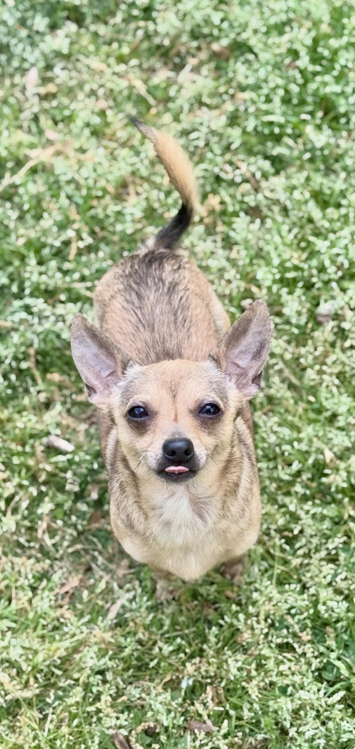 Enlarge Peanut, an adopted Chihuahua in Atlanta, GA image 4/6
