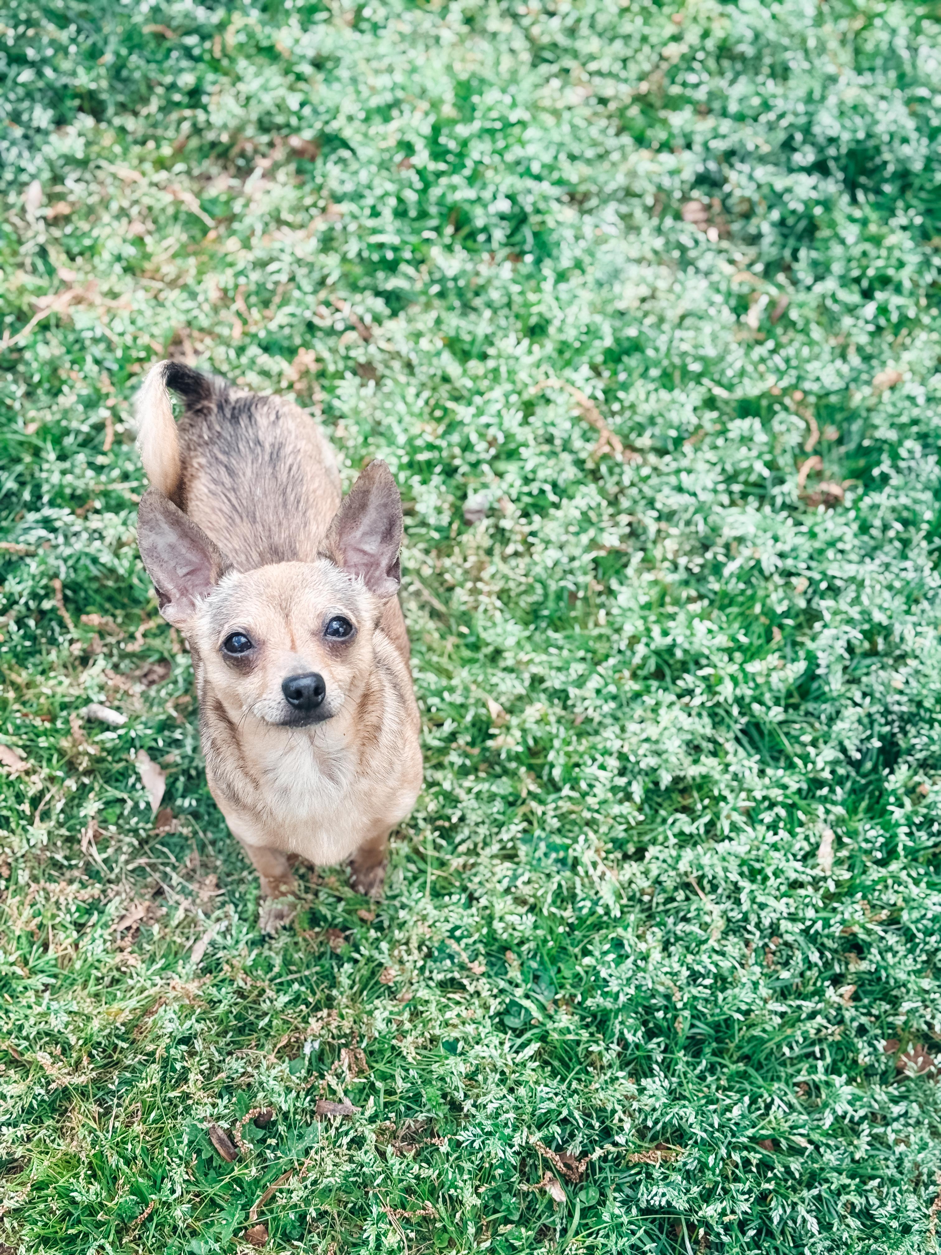 Enlarge Peanut, an adopted Chihuahua in Atlanta, GA image 3/6