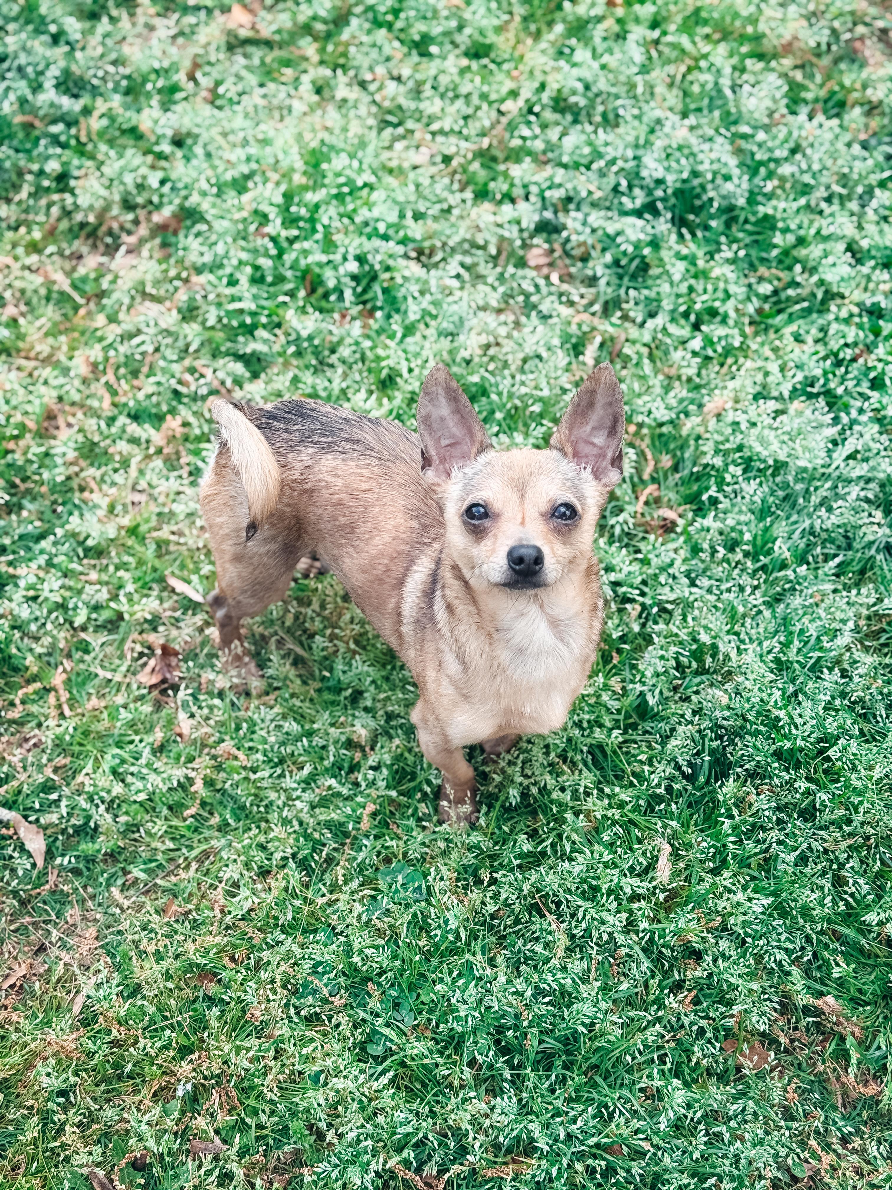 Peanut, adopted, Young Male Chihuahua.