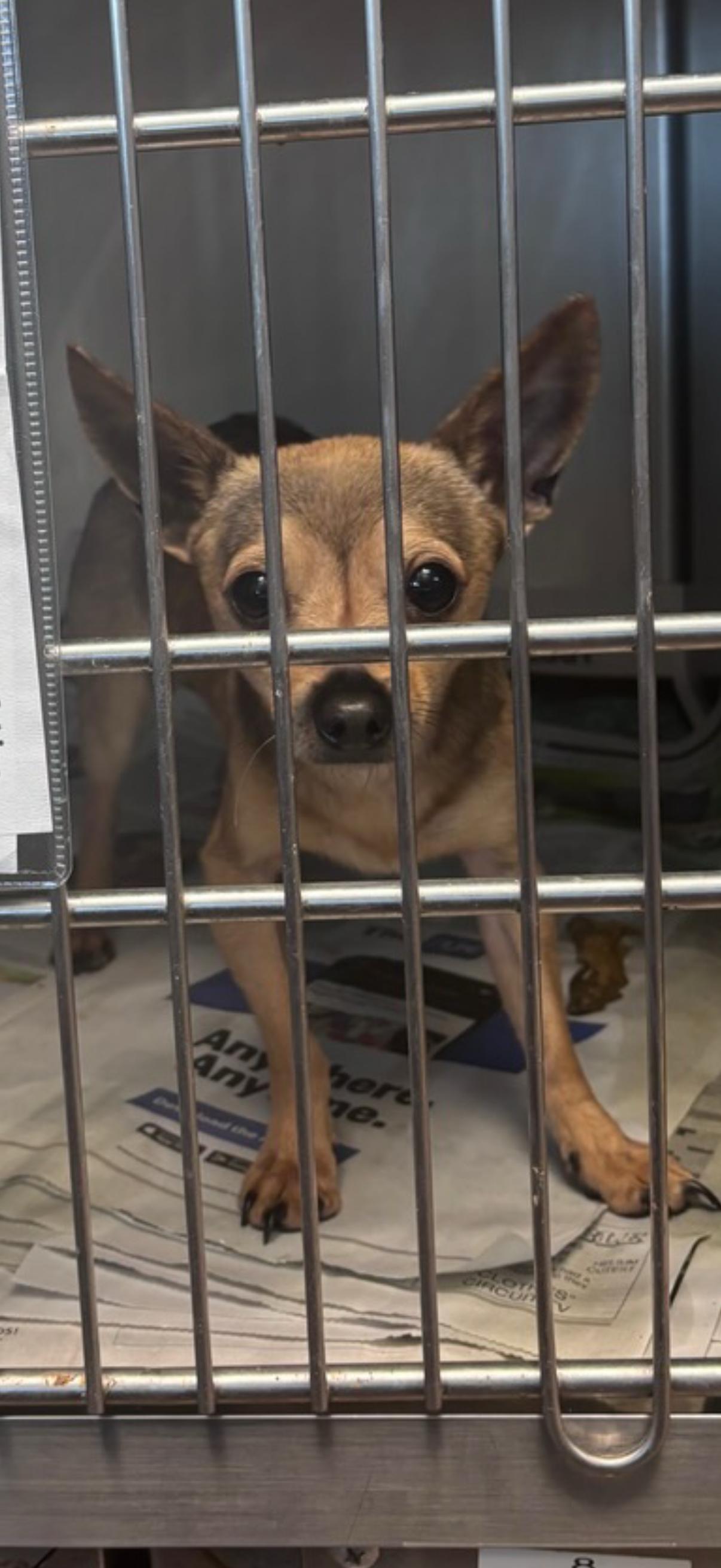 Enlarge Peanut, an adopted Chihuahua in Atlanta, GA image 6/6