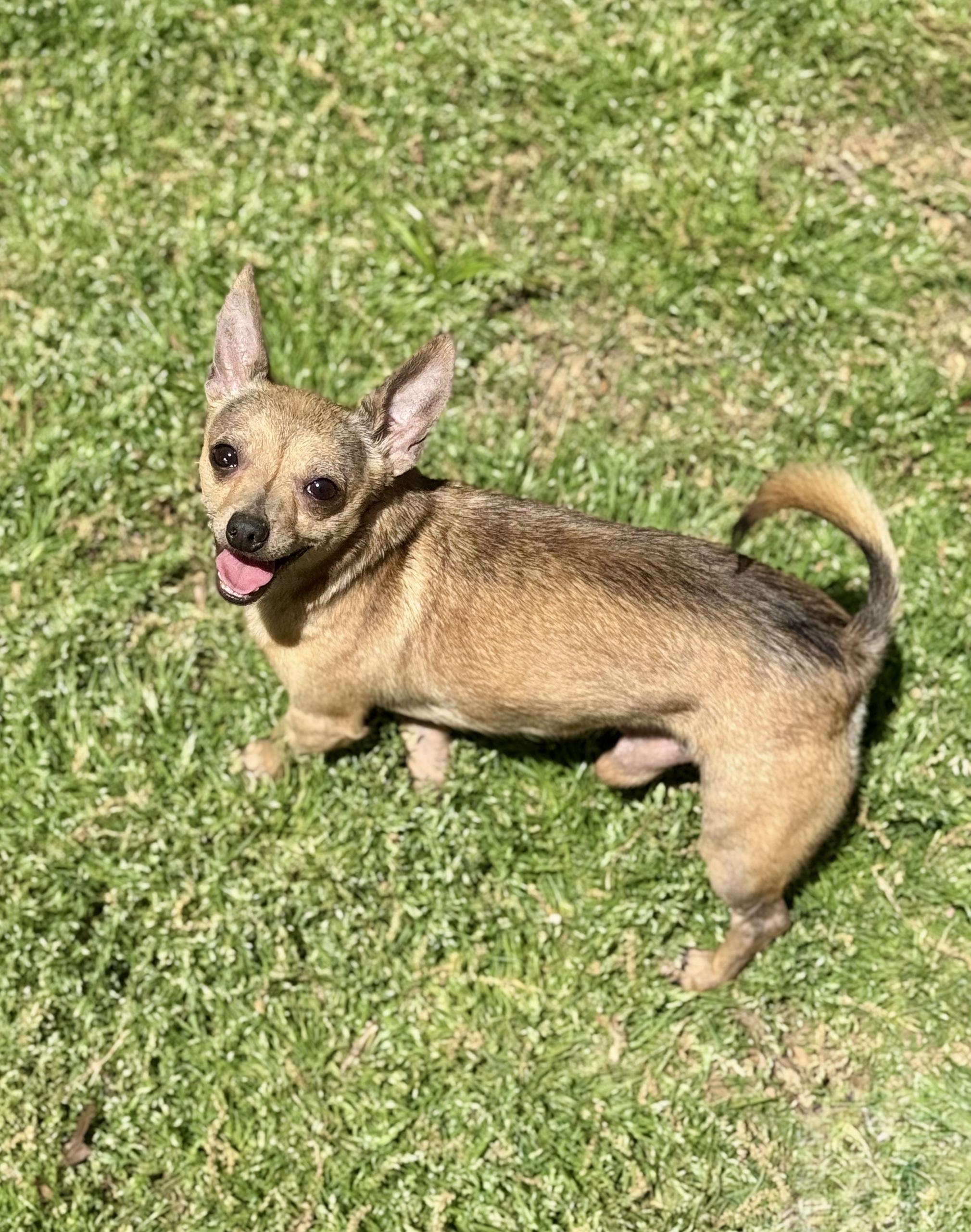Enlarge Peanut, an adopted Chihuahua in Atlanta, GA image 5/6