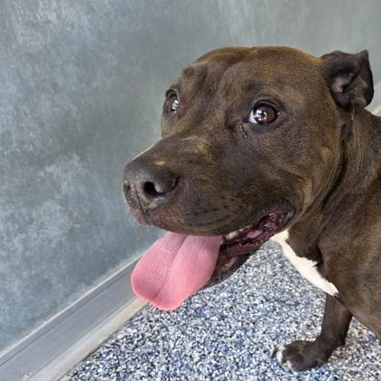 Flicka, Adoptable, Adult Female American Staffordshire Terrier.
