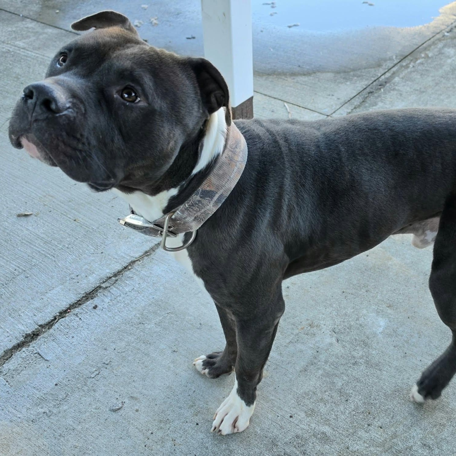 Enlarge Sampson, Nice Dog, a Adoptable mixed breed in Meriden, CT image 2/6