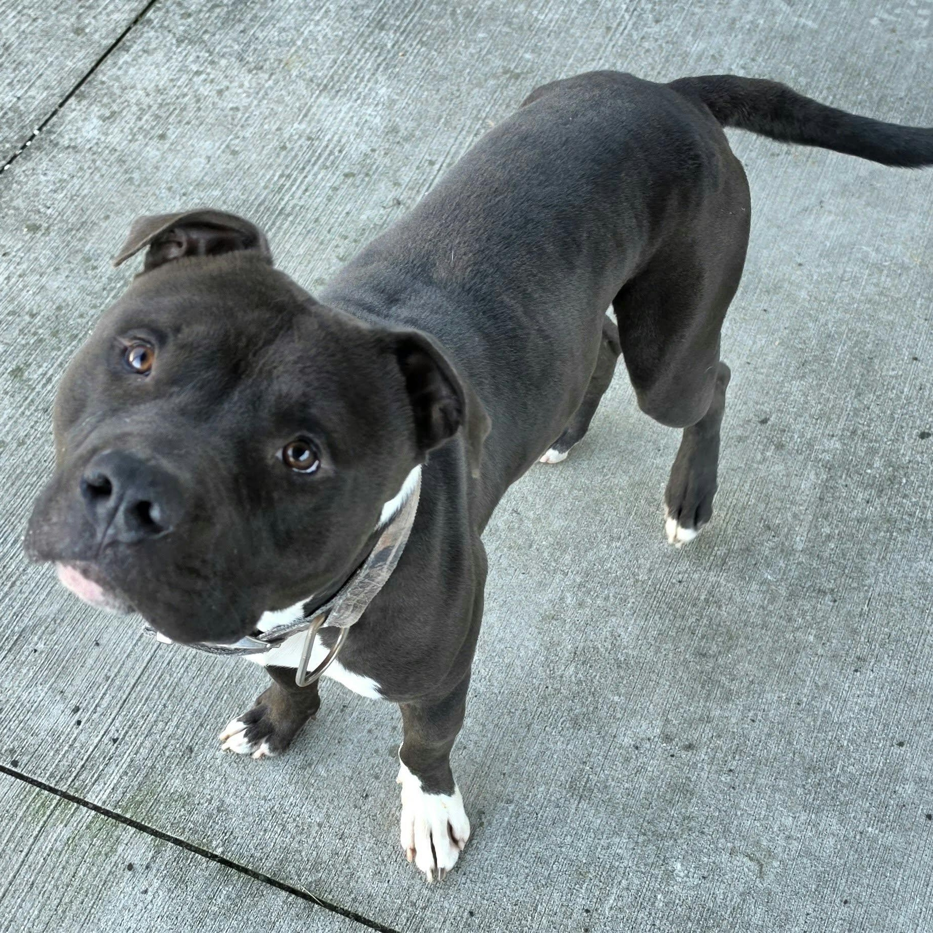 Enlarge Sampson, Nice Dog, a Adoptable mixed breed in Meriden, CT image 5/6