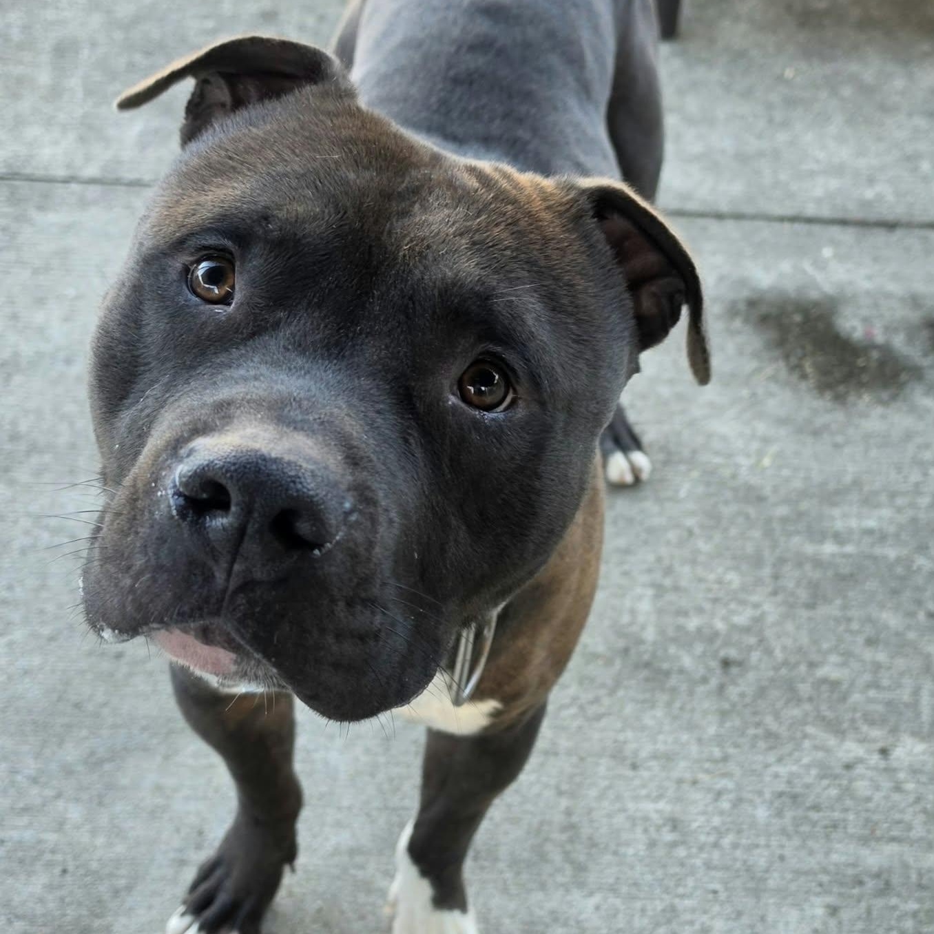 Enlarge Sampson, Nice Dog, a Adoptable mixed breed in Meriden, CT image 3/6