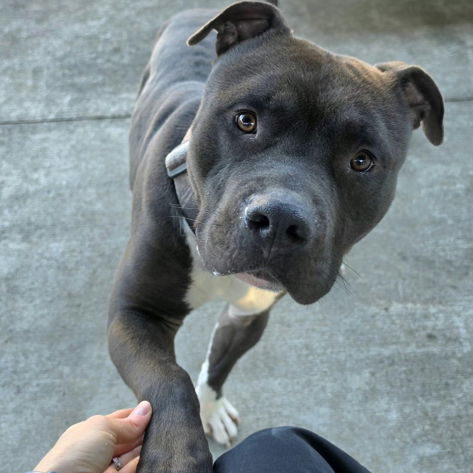 Sampson, Nice Dog, Adoptable, Young Male American Staffordshire Terrier.