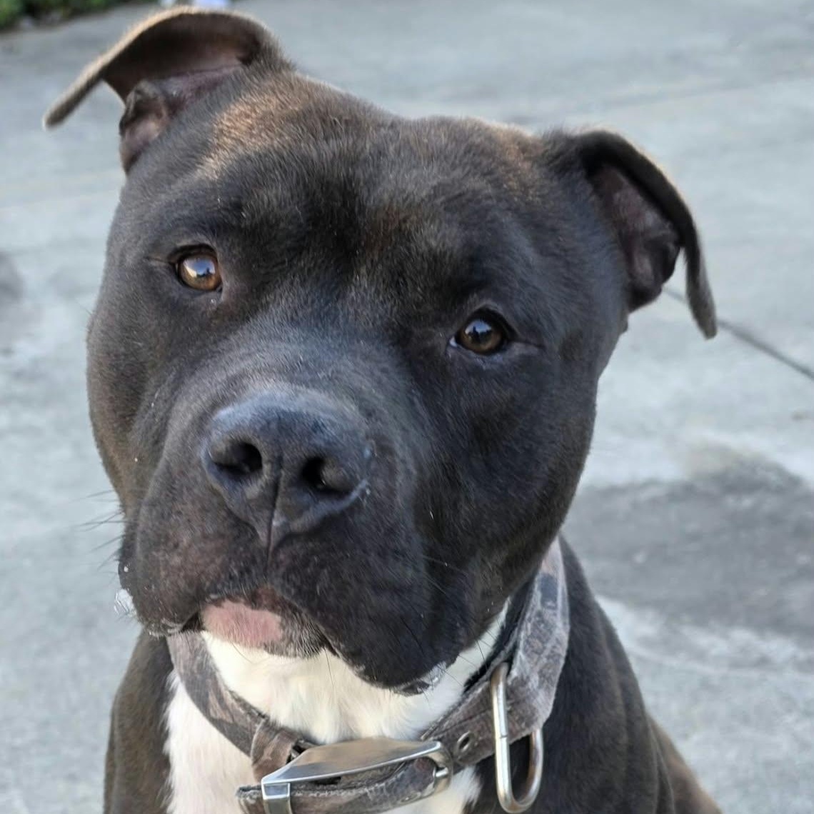Enlarge Sampson, Nice Dog, a Adoptable mixed breed in Meriden, CT image 6/6