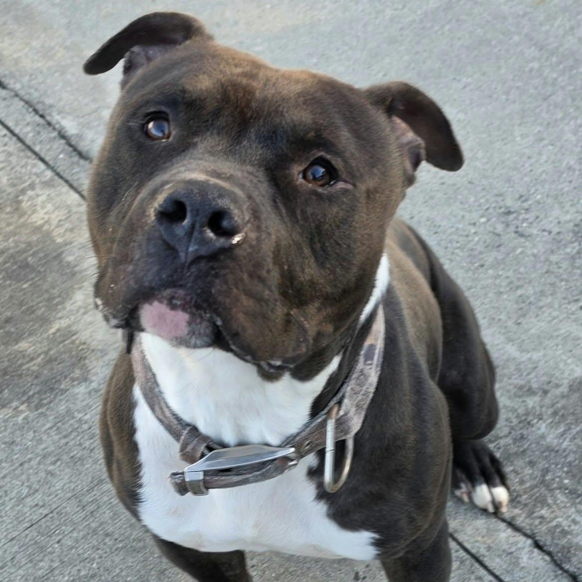 Enlarge Sampson, Nice Dog, a Adoptable mixed breed in Meriden, CT image 4/6