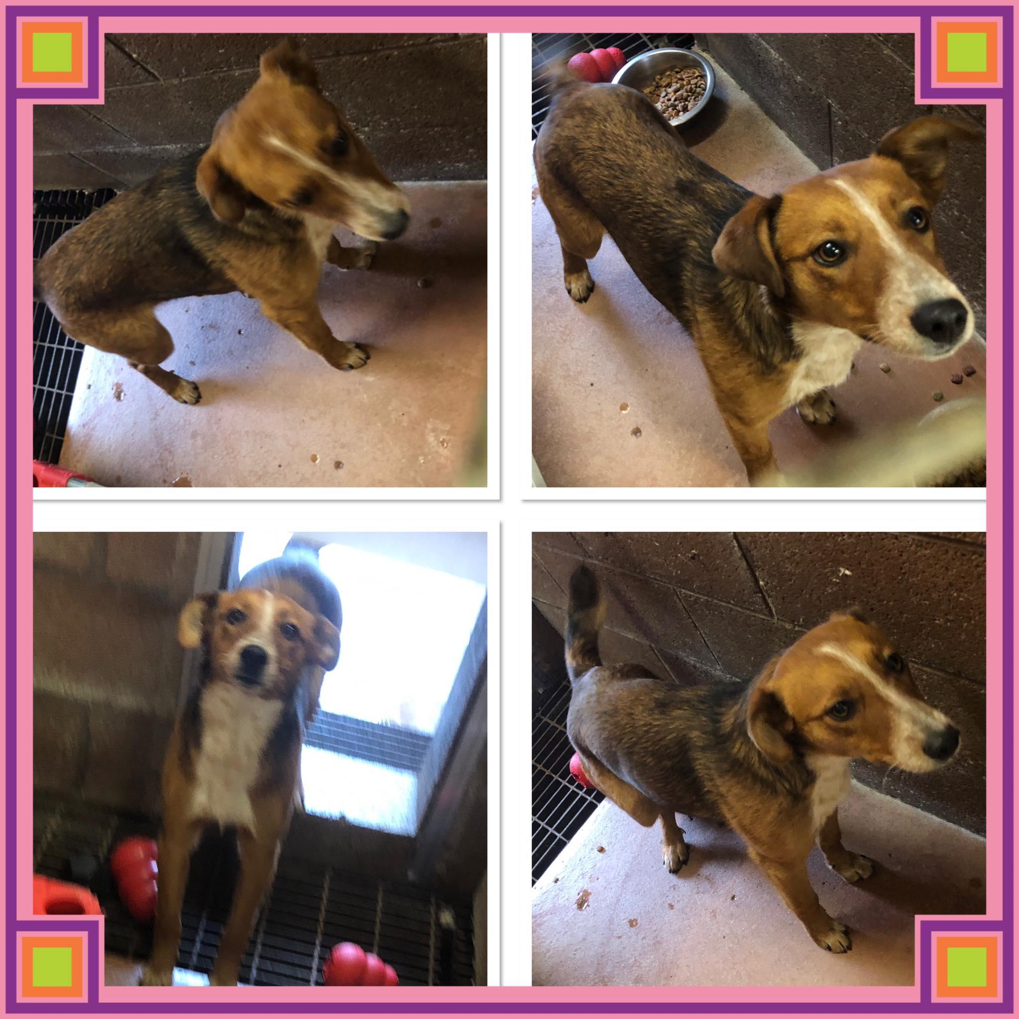 Enlarge TILLY MAE DUBOIS , a ADOPTABLE mixed breed in Buckhannon, WV image 1/1