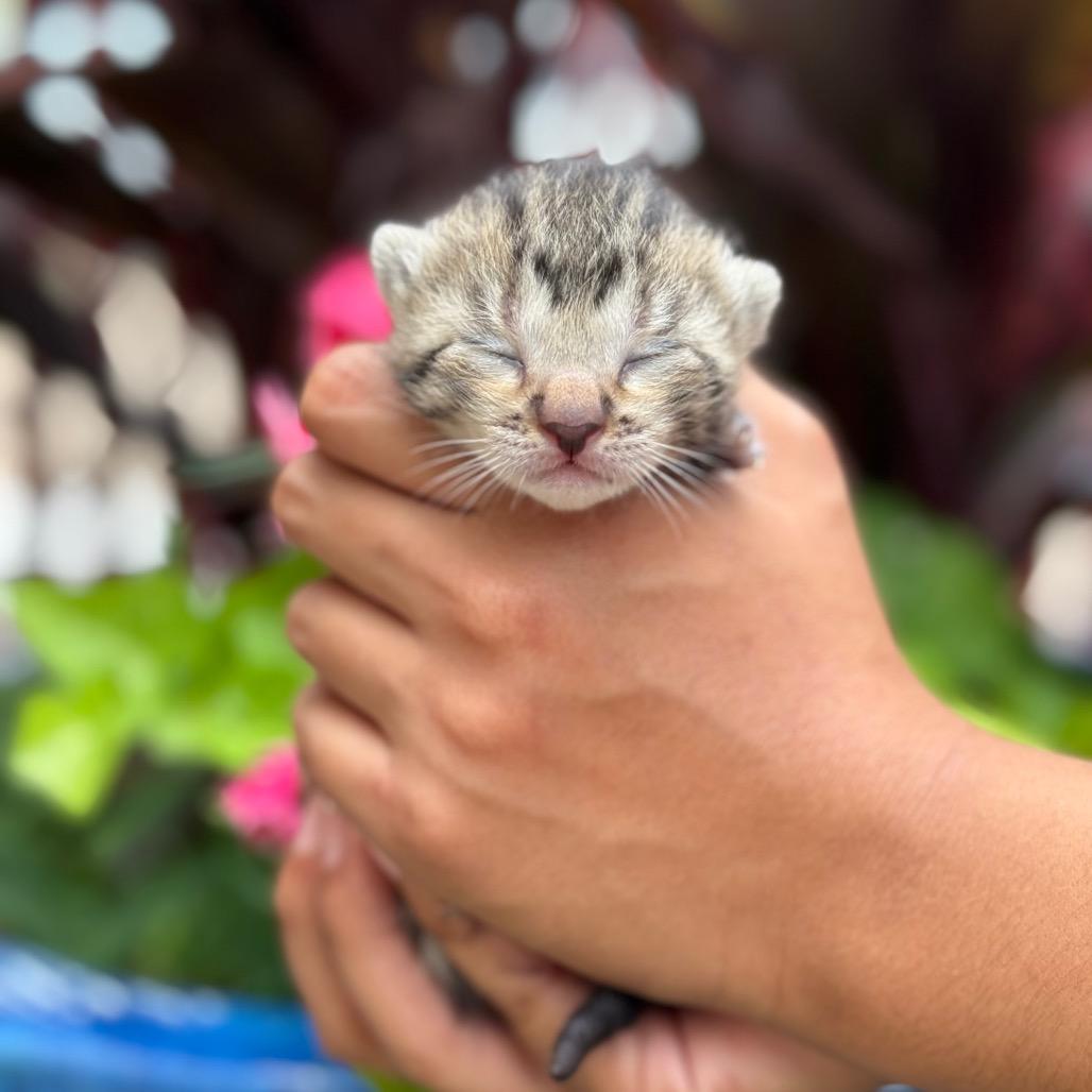 Ora (BBT), Adoptable, Kitten Female Domestic Short Hair.