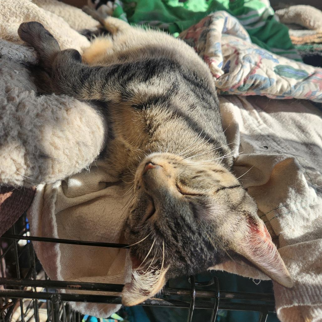 Enlarge Ora (BBT), a Adoptable Domestic Short Hair in Oak Grove, MN image 1/5