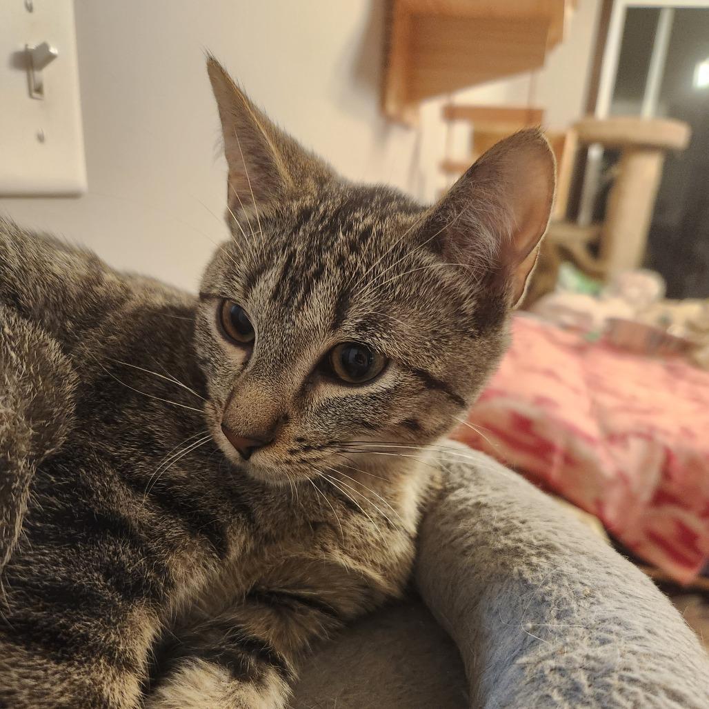 Enlarge Ora (BBT), a Adoptable Domestic Short Hair in Oak Grove, MN image 3/5