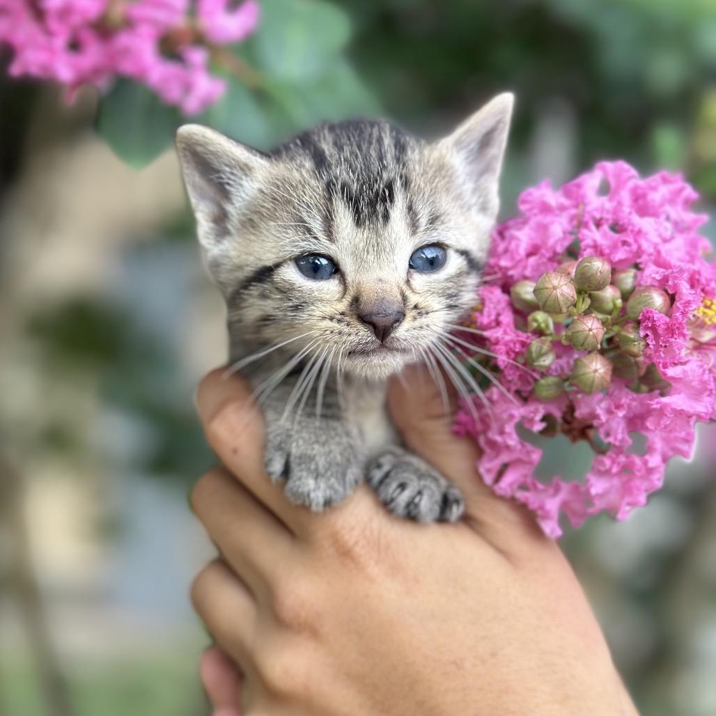 Enlarge Ora (BBT), a Adoptable Domestic Short Hair in Oak Grove, MN image 4/5