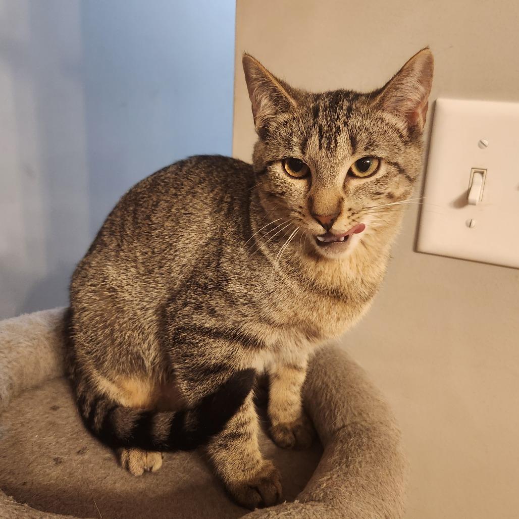 Enlarge Ora (BBT), a Adoptable Domestic Short Hair in Oak Grove, MN image 5/5