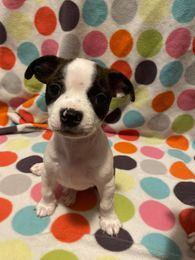MCGOVERN - Adopted!!, Adoptable, Puppy Male Boston Terrier.